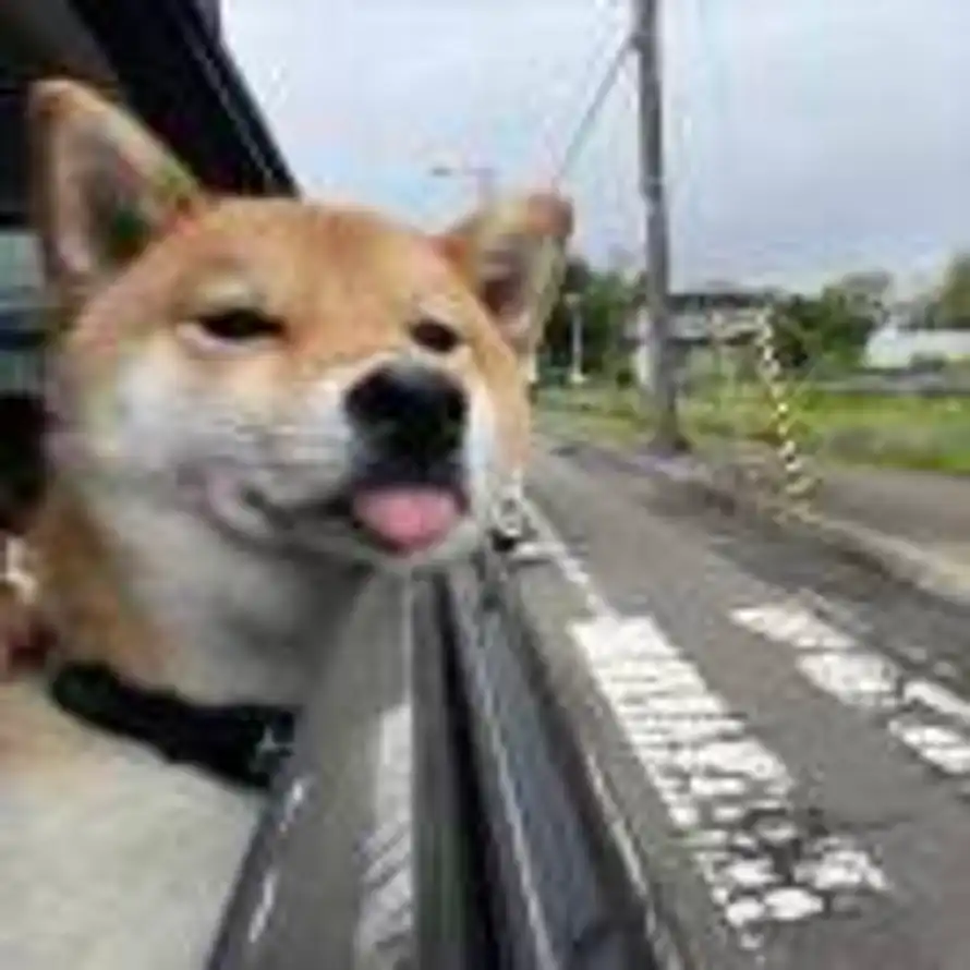 Triste的头像
