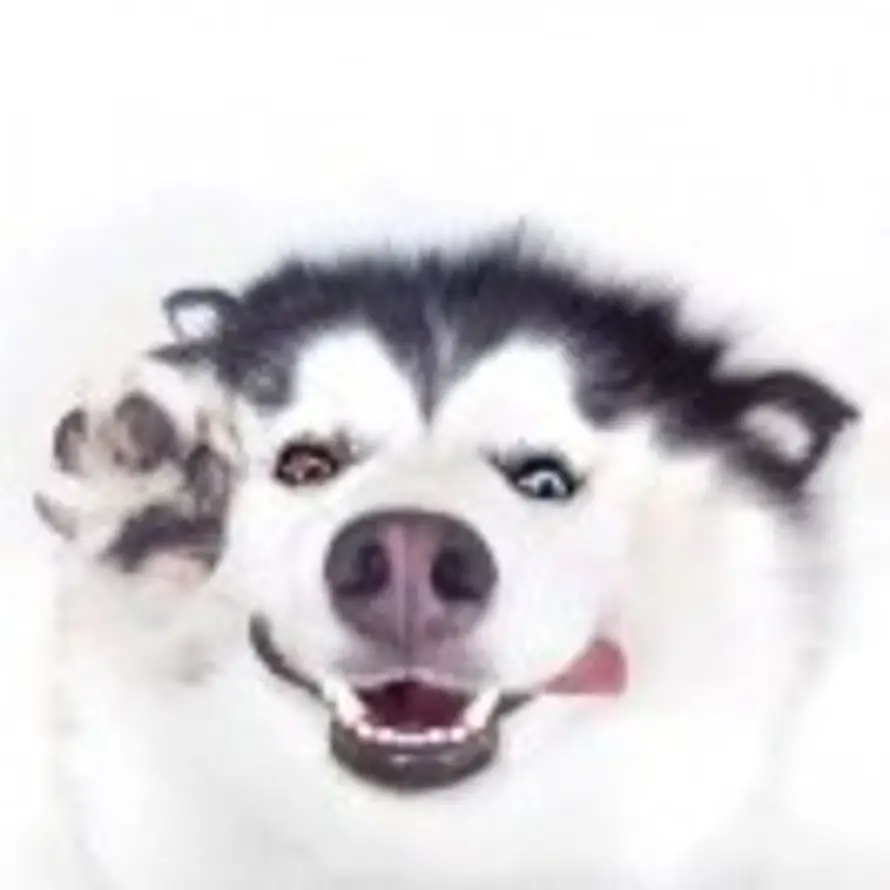 👤ʷʰʸ໊的头像