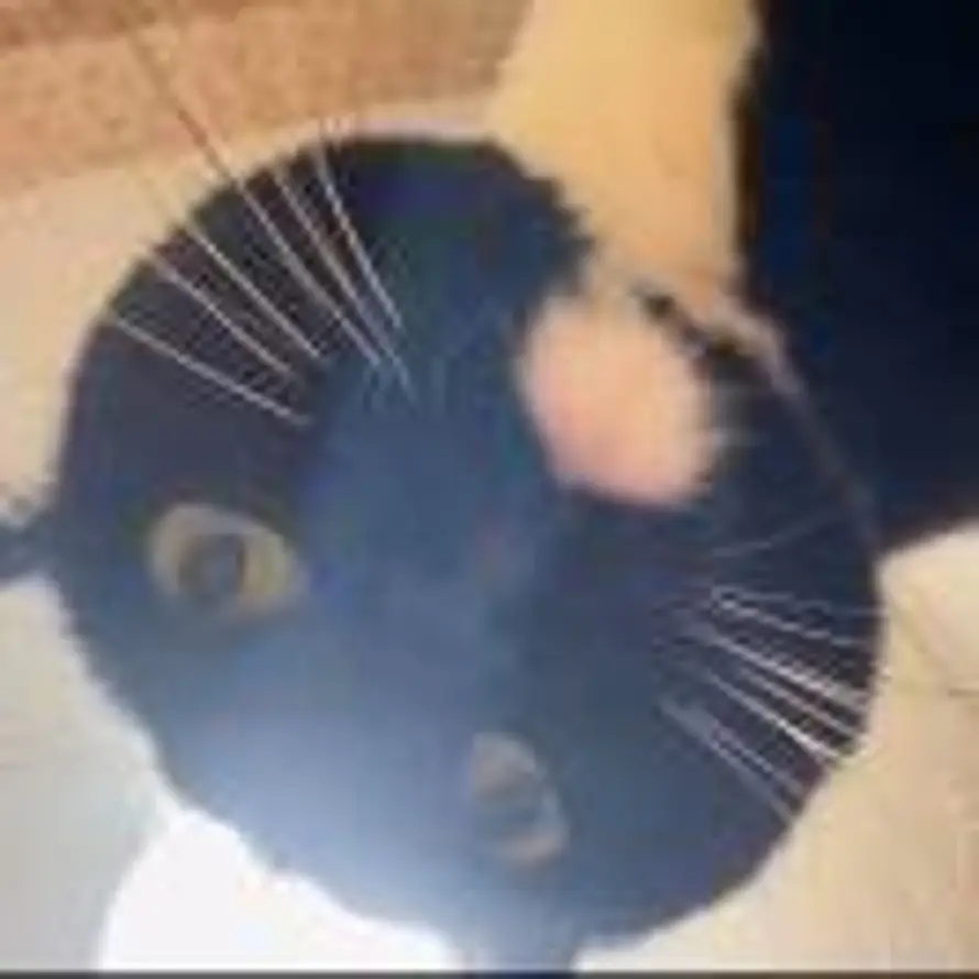 🐅🐆🐈的头像