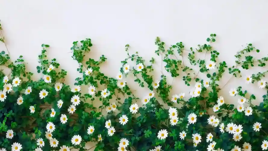 4k白墙壁纸 - 雏菊 - 绿叶小花 - wallpaper「哲风壁纸」