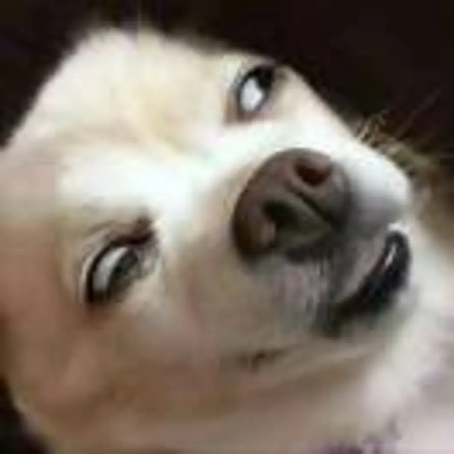 treetree的梨的头像