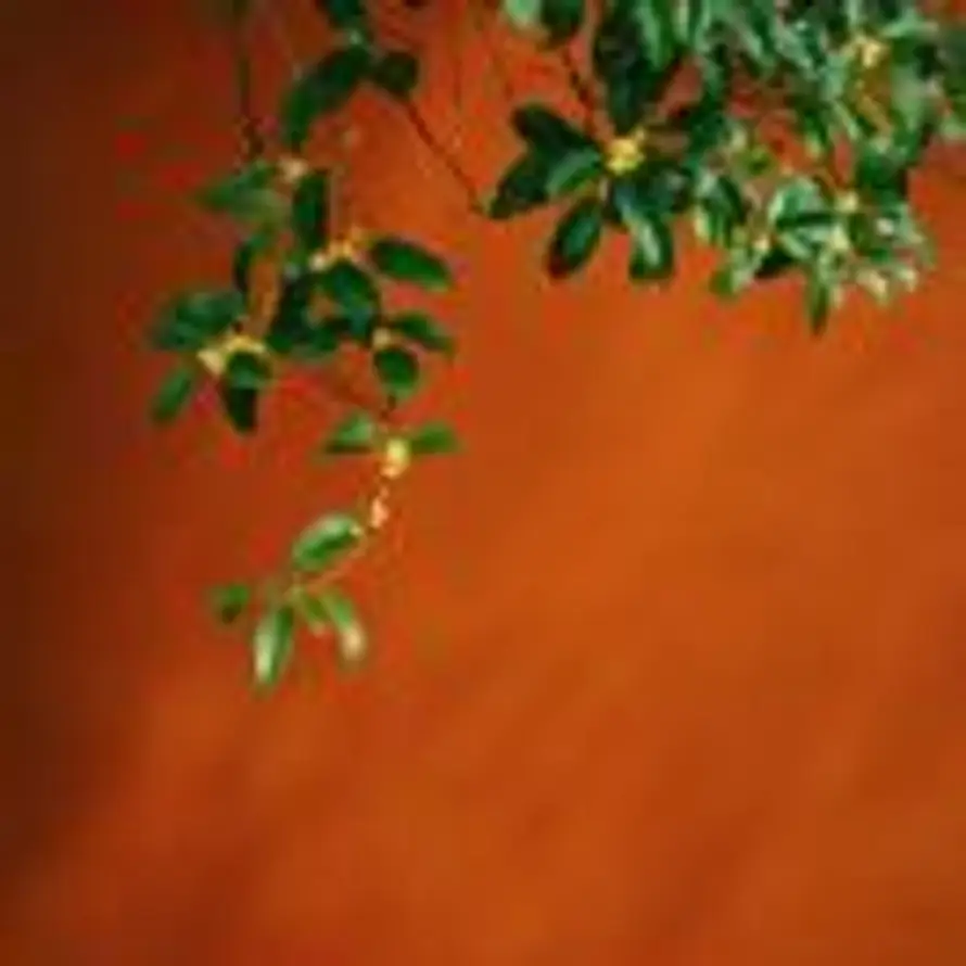 一棵艺术家的头像
