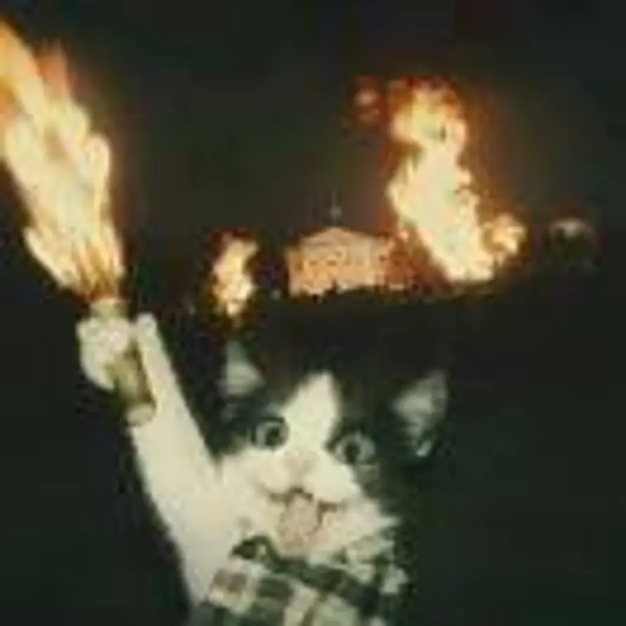 礼盒和鱼的头像