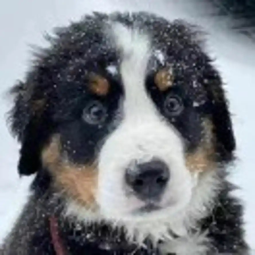 张所硕-BIT的头像