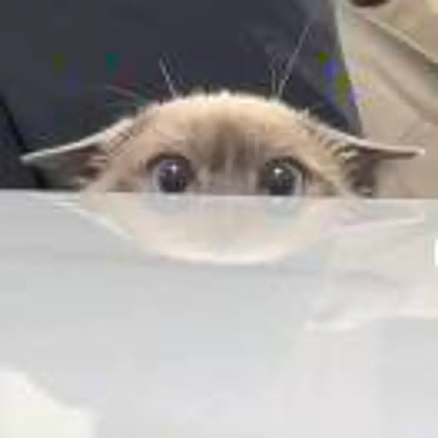 Ailurophile的头像