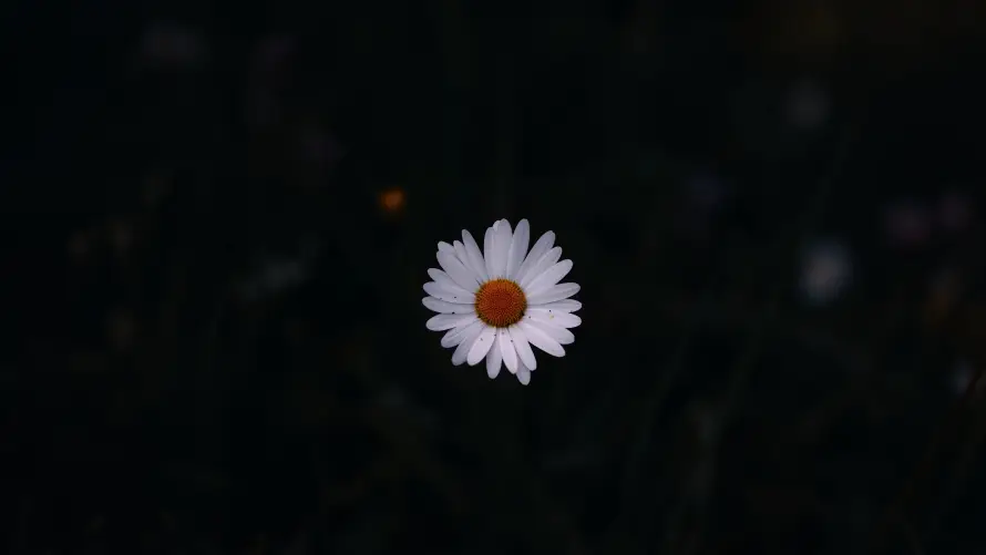 8k雏菊壁纸-孤独花朵和暗调花卉-暗黑意境「哲风壁纸」