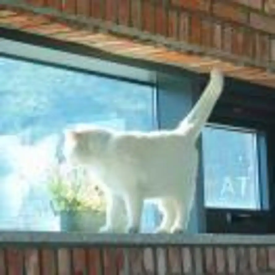 周小怂🐸的头像