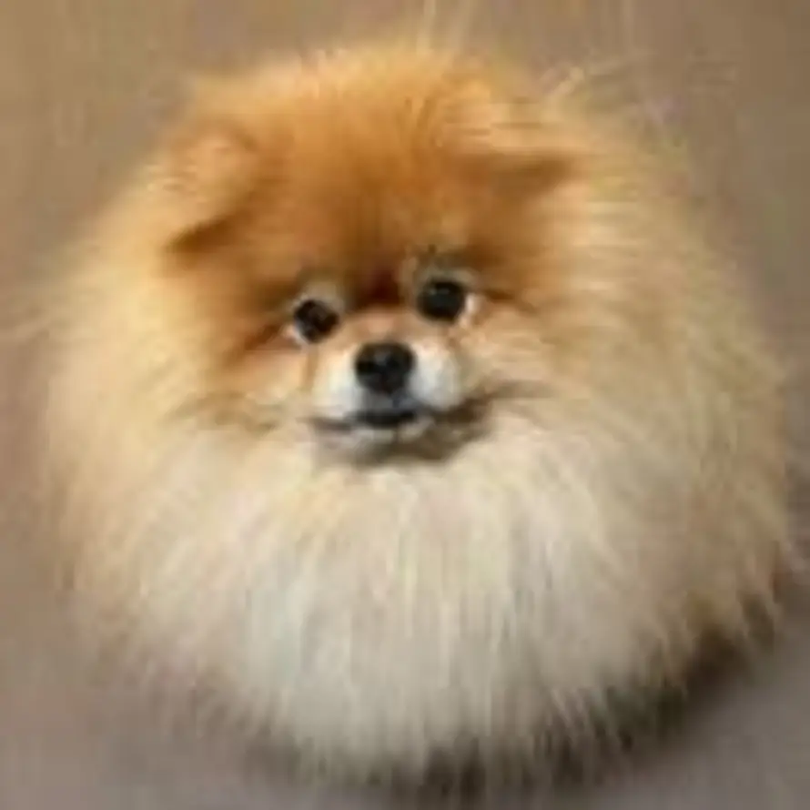 海绵宝宝的头像