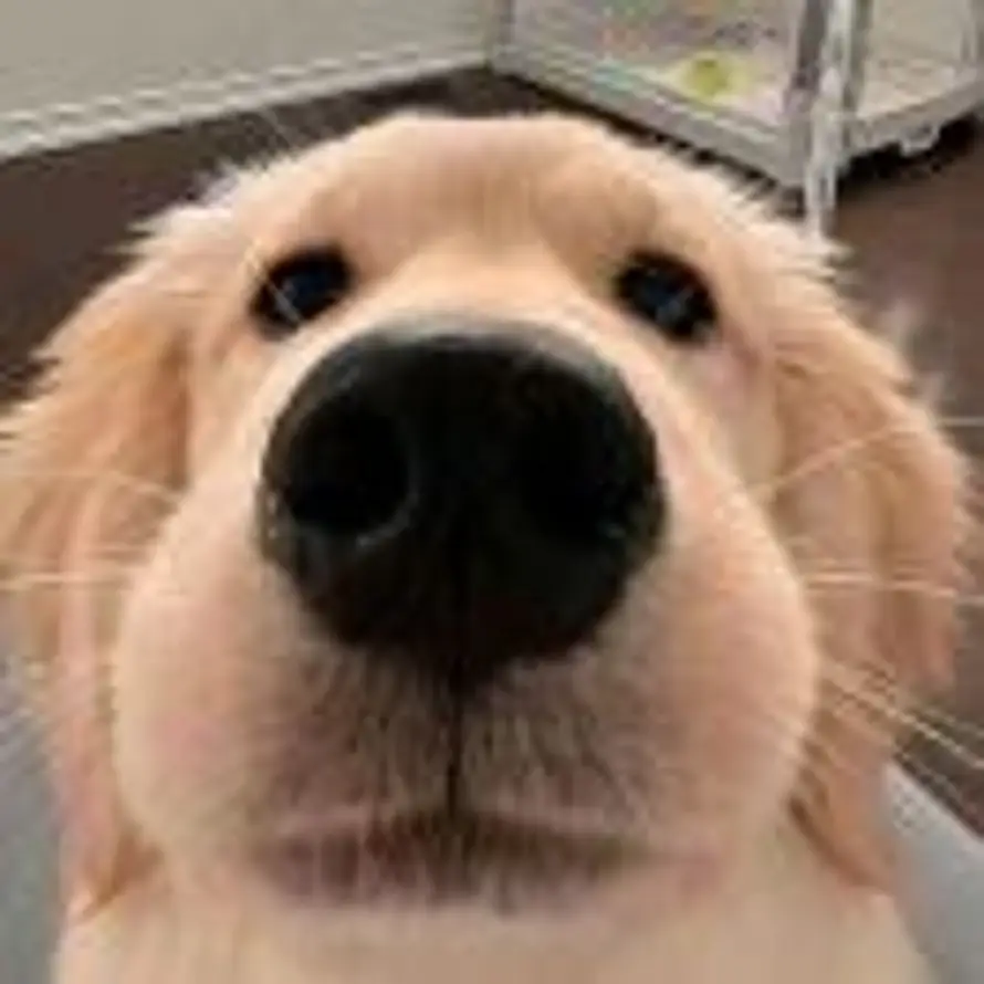 N的头像