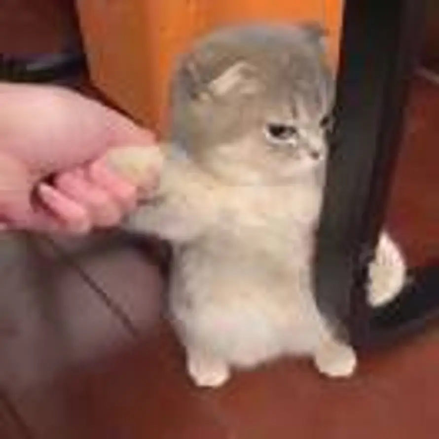 Nieto的头像