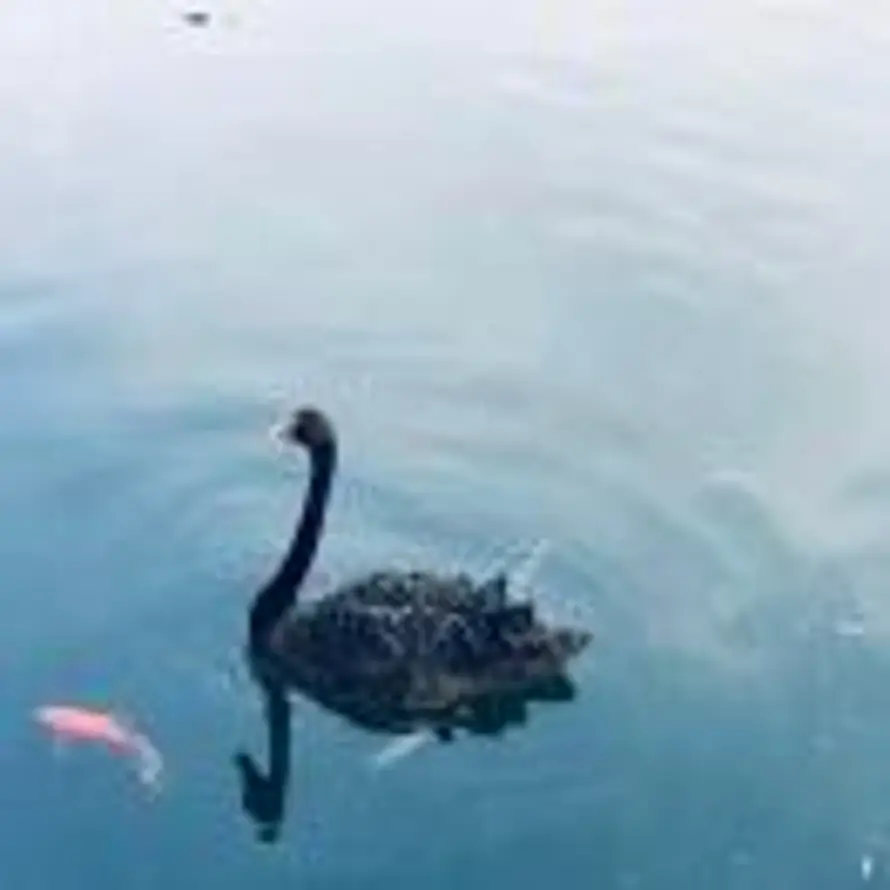 九度的头像