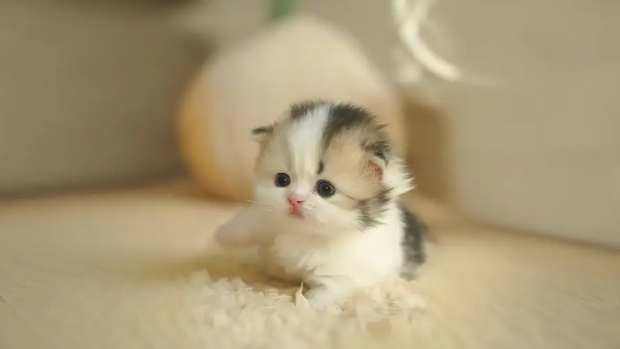4k宠物壁纸 - 幼猫 - 猫咪 - 可爱猫咪「哲风壁纸」