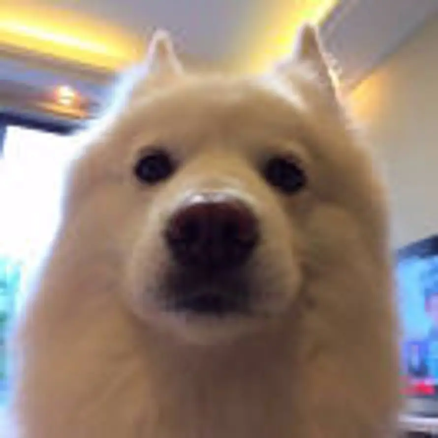 ゞ叫我卷毛大人的头像