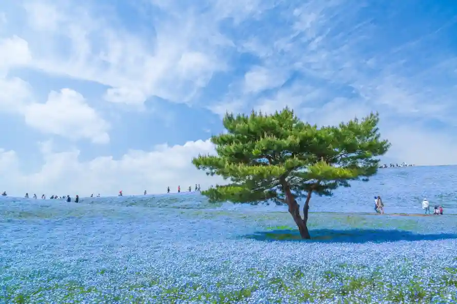 4k孤松壁纸 - 景观 - 田野 - 花海「哲风壁纸」 4k孤松壁纸 - 景观 - 田野 - 花海「哲风壁纸」
