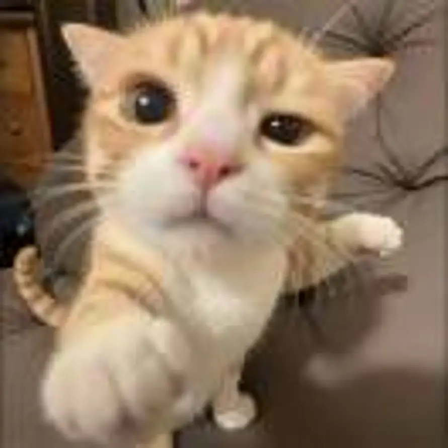 иafಇꫀᦔ的头像