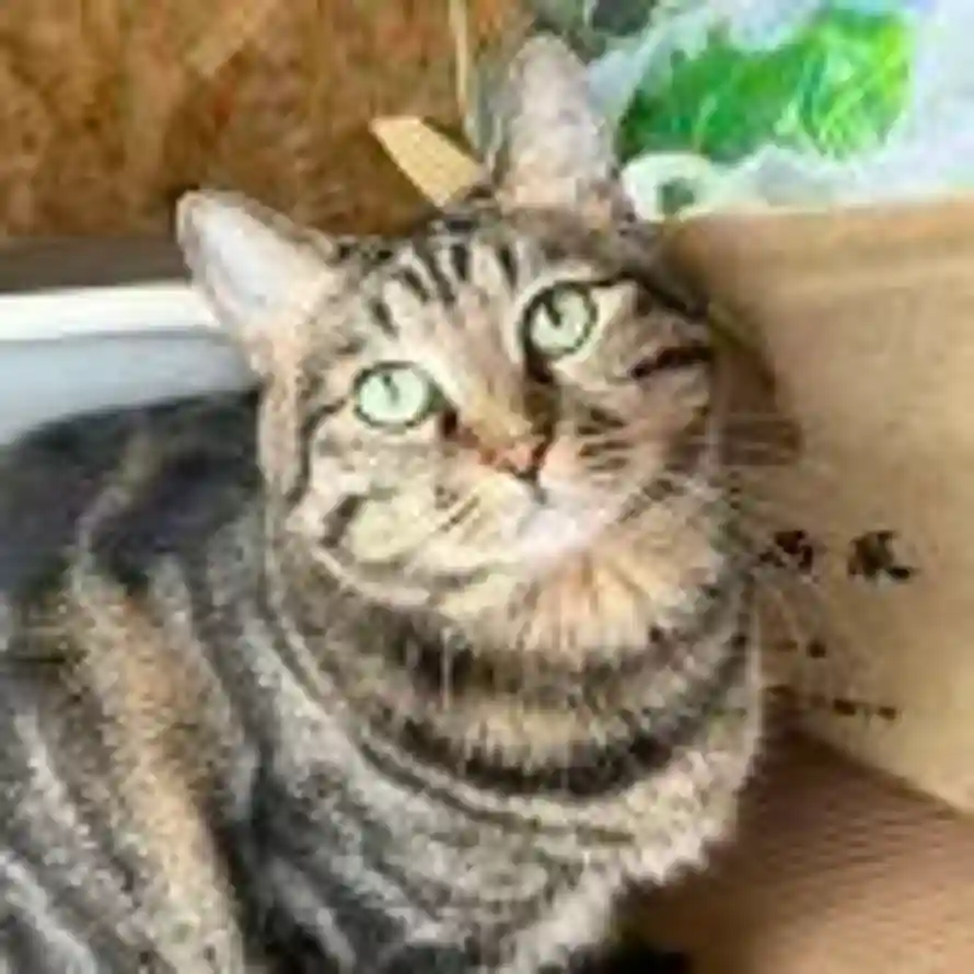 花開富貴的头像