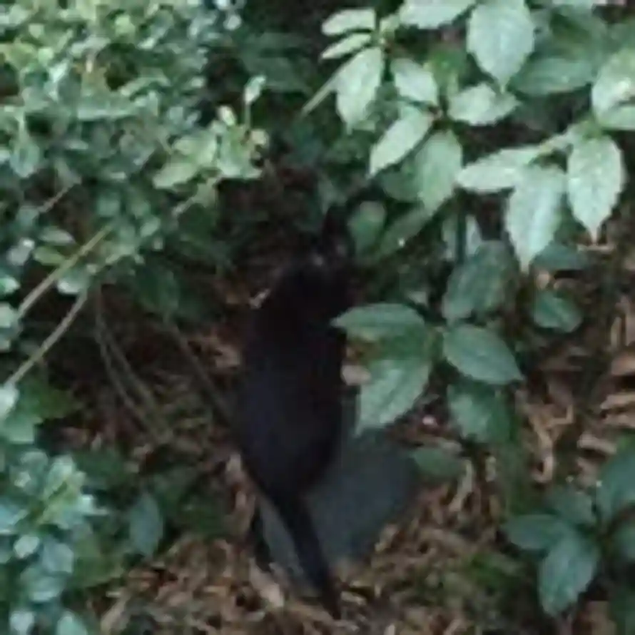 、勇敢牛肉喵＇．的头像