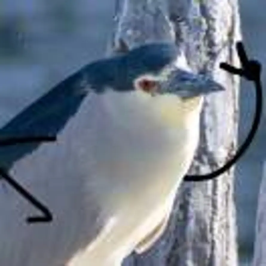 白开水包治百病的头像