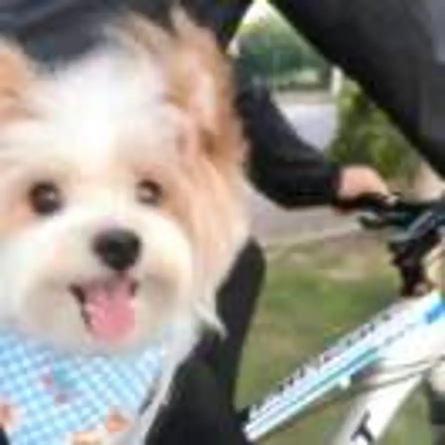 煎饼果子加十个蛋的头像