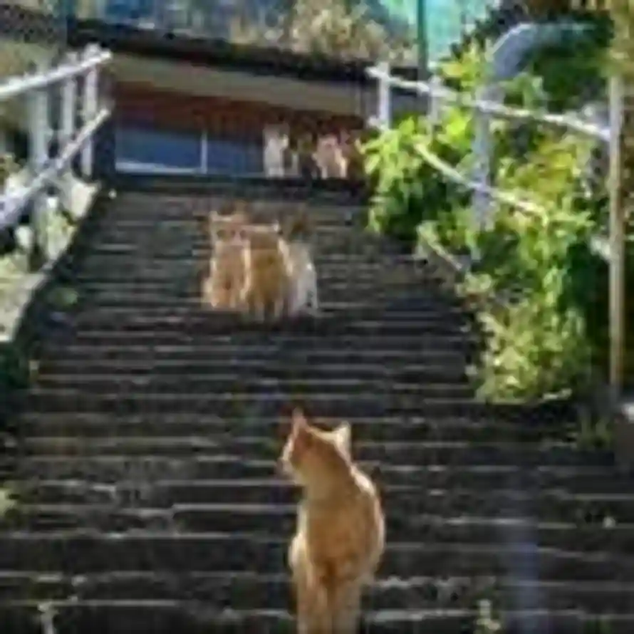 猫很难去北的头像