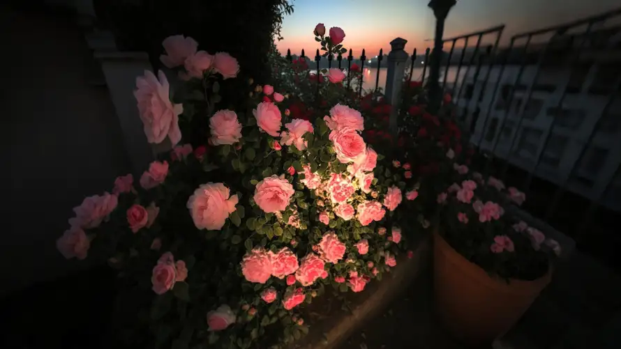 4k夕阳壁纸-玫瑰花丛 - 护栏-粉色玫瑰壁纸推荐「哲风壁纸」