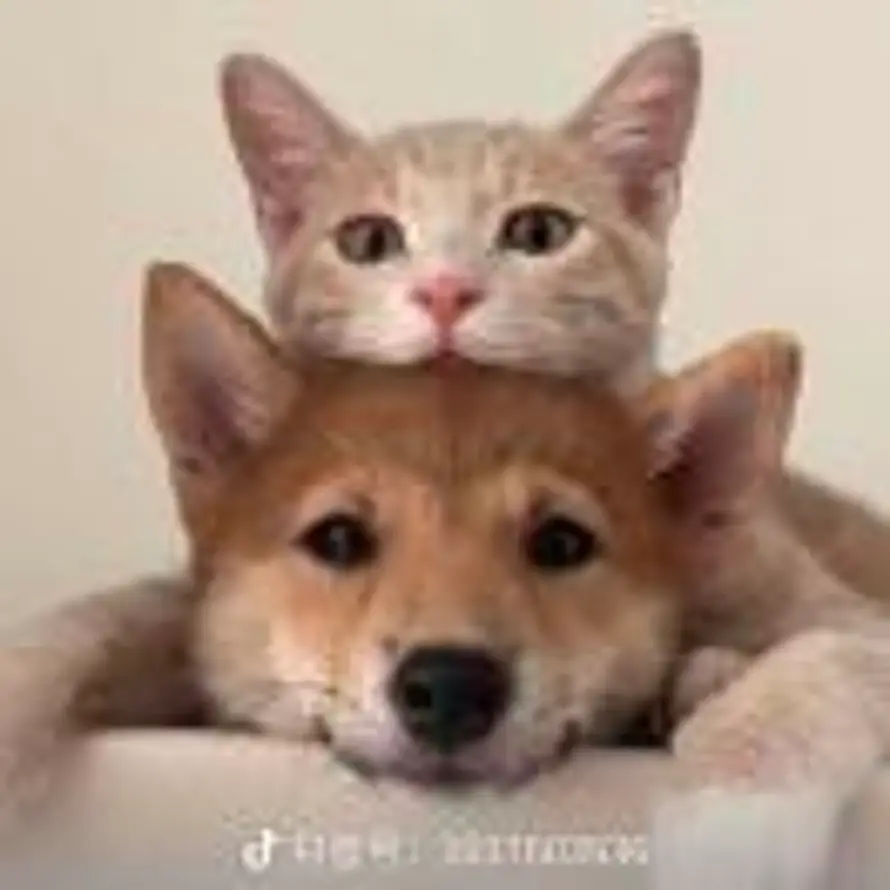 仓莱的头像