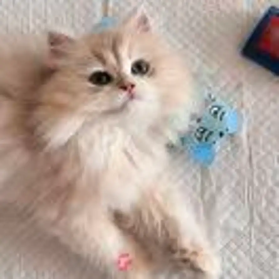 咕噜咕噜๓ᐝ的头像