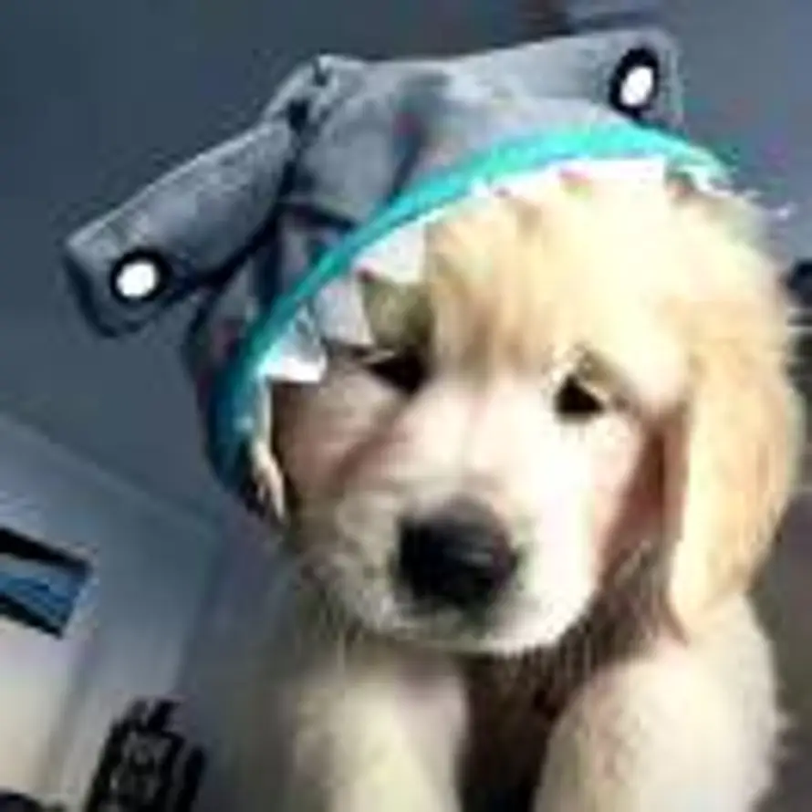 顺颂时绥的头像