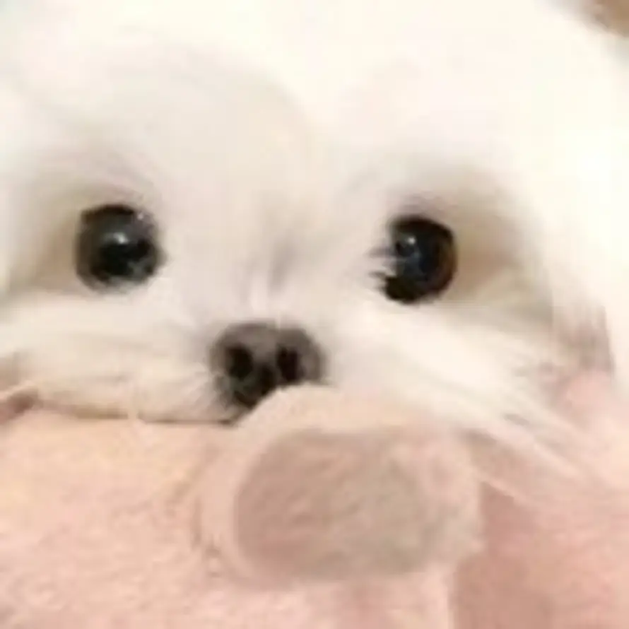 fly的头像