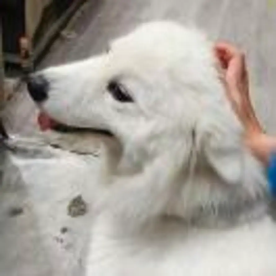 D L的头像