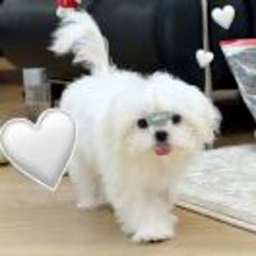 智慧少女不秃头的头像