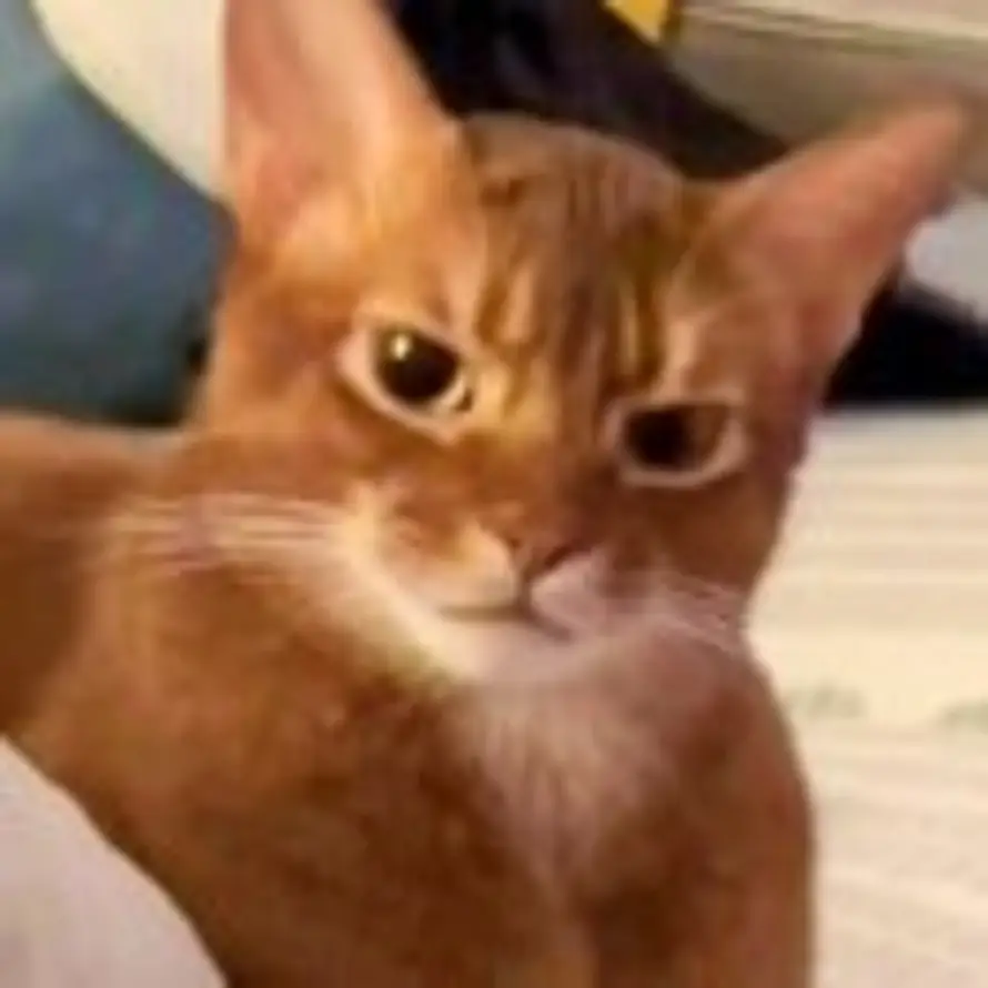 无糖小霸王的头像