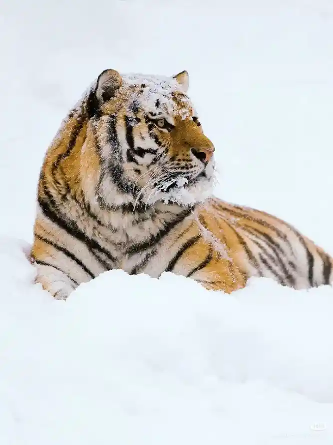 4k大猫壁纸 - 虎 - 猛兽 - 雪地「哲风壁纸」