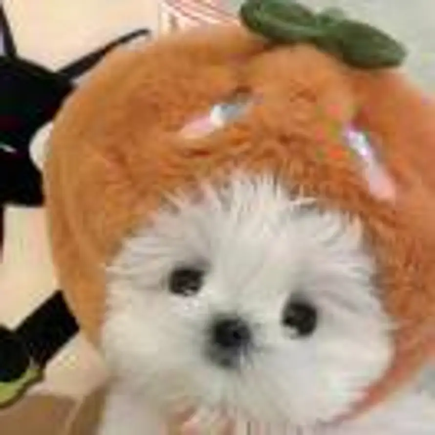 焦糖小新的头像