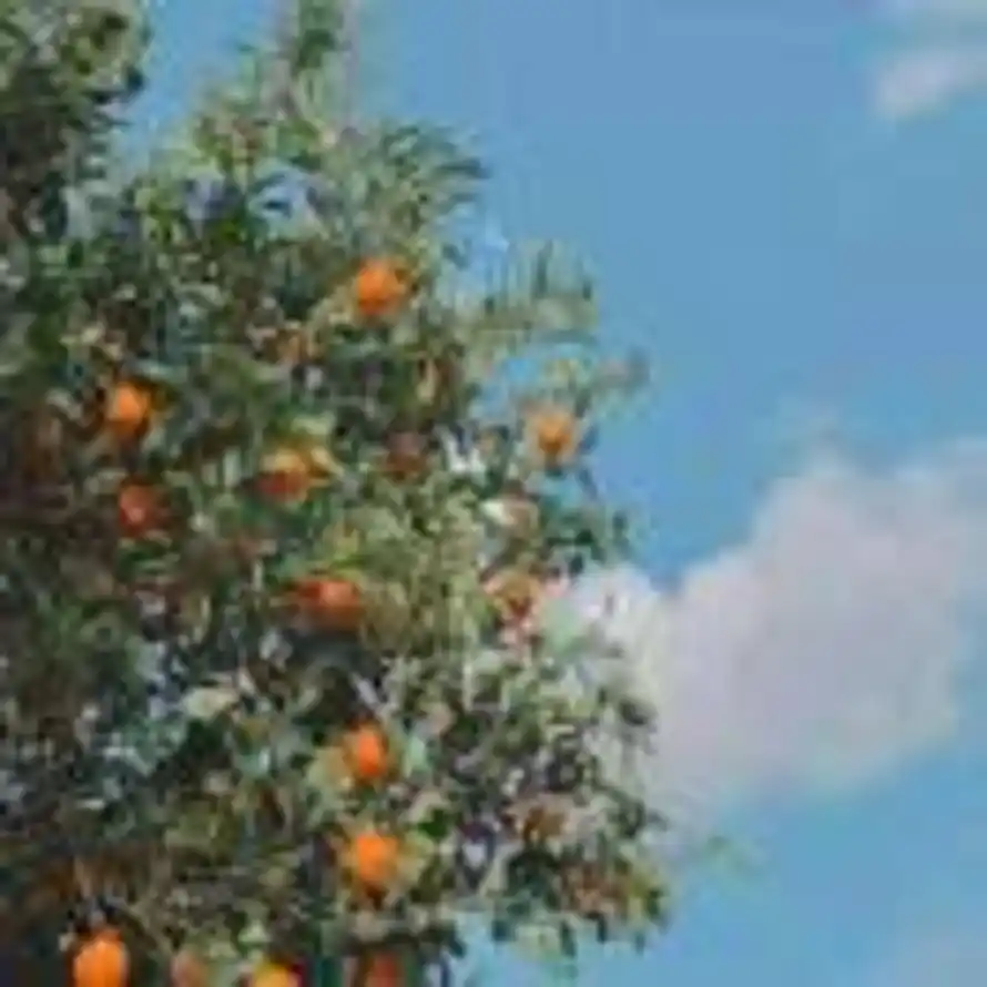 晴天真好的头像