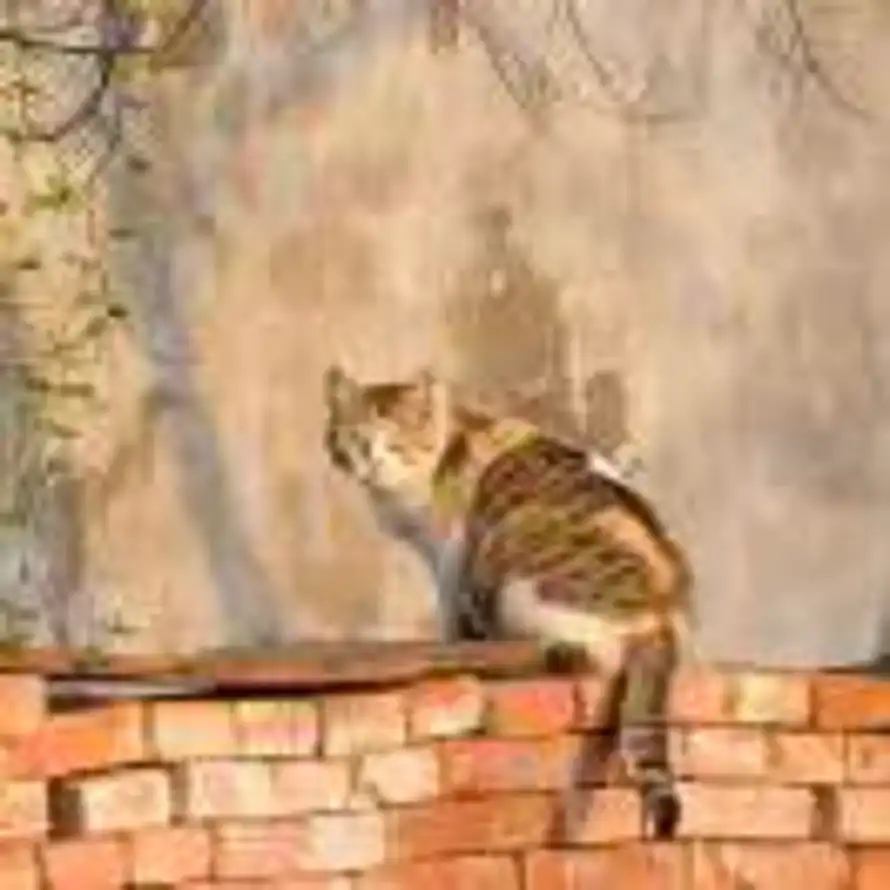 糖醋里脊的头像