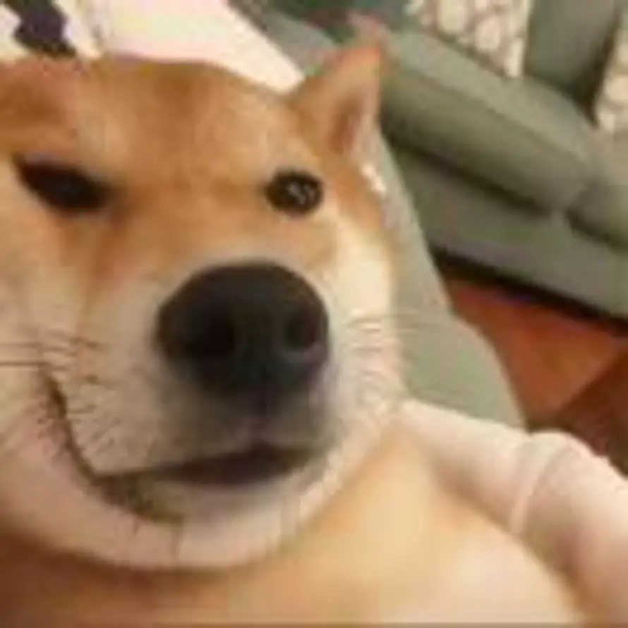 精神涣散直接摆烂的头像