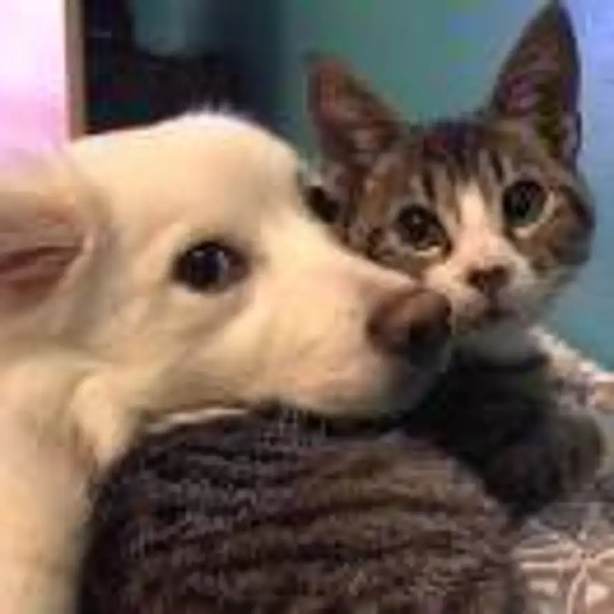 薛豆豆啊呀~的头像