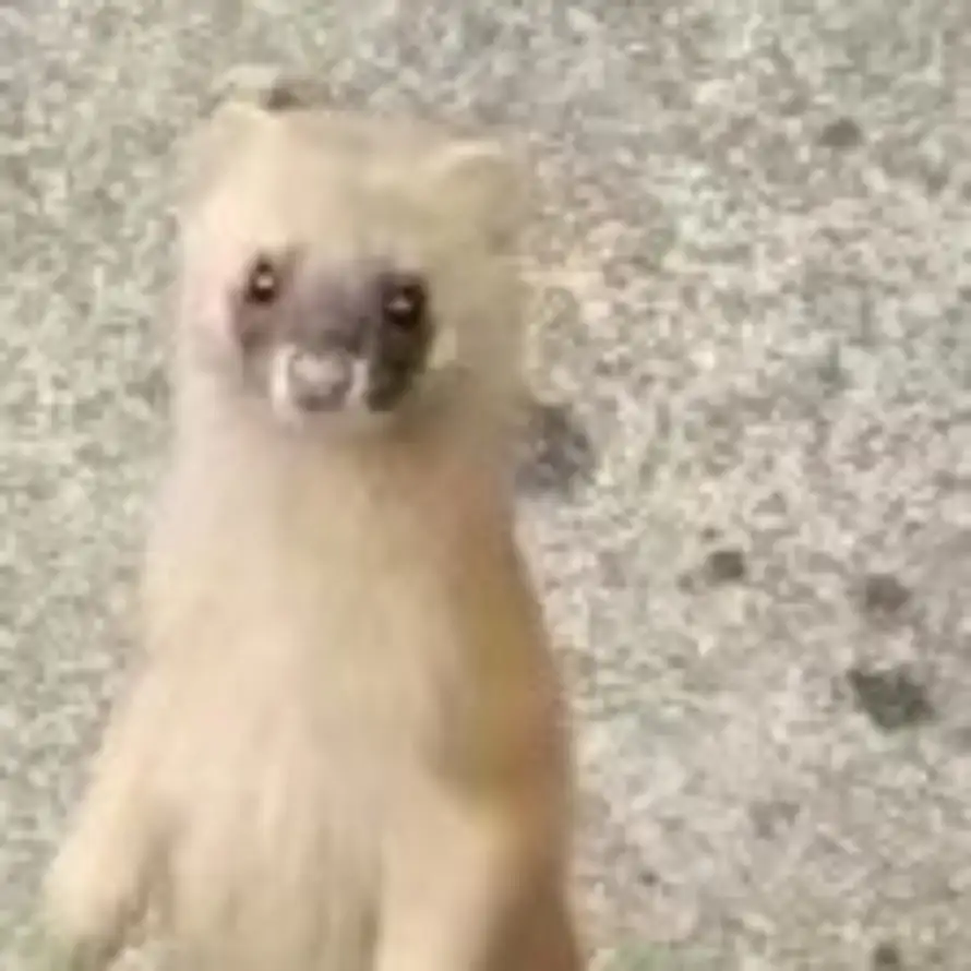 黄皮耗子的头像