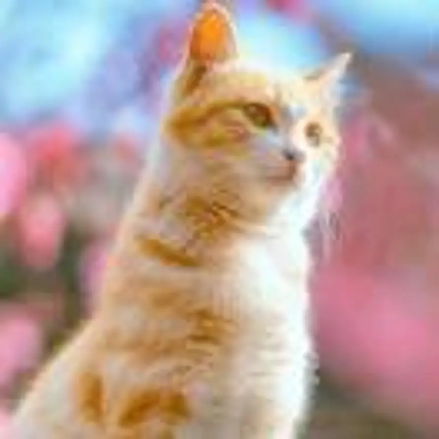 你在风中微笑的头像