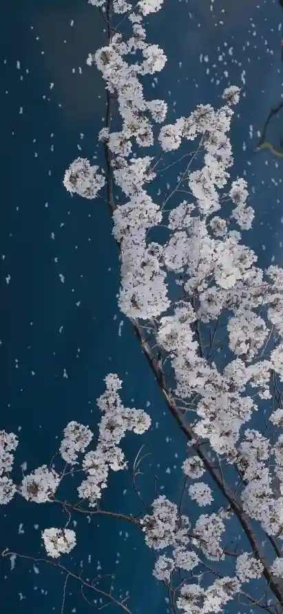 4k树下壁纸 - 树枝 - 樱花 - 花瓣「哲风壁纸」