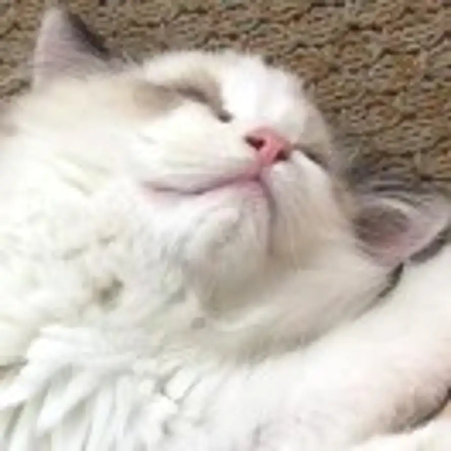 熏鱼烤片的头像