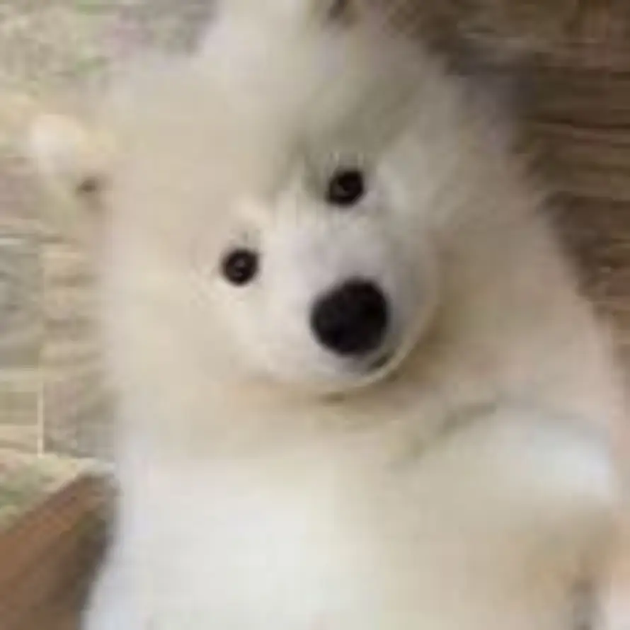 肉肉不吃菜的头像