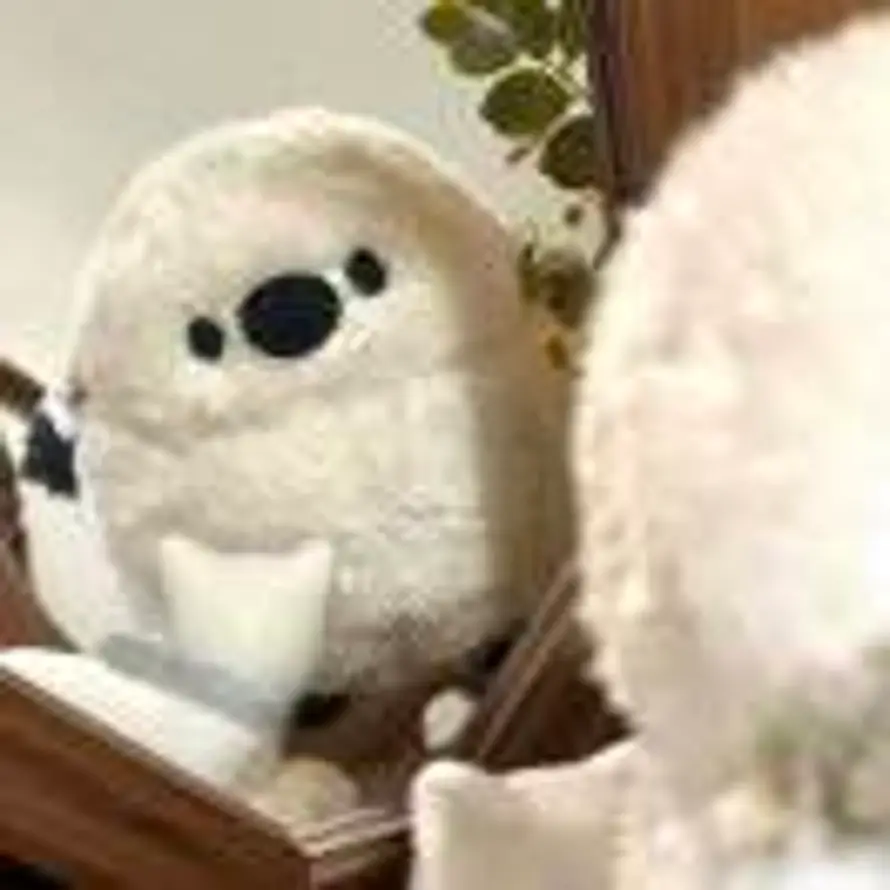 在下猫猫雨的头像