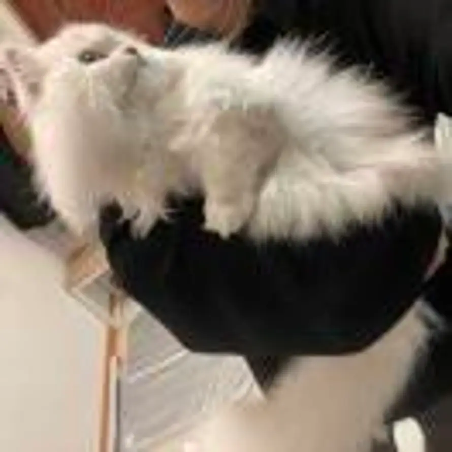 青葱香菜花椒大蒜。的头像