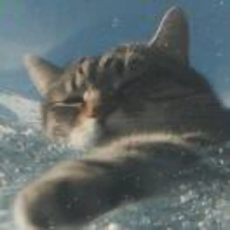 诸夏怀霜的头像