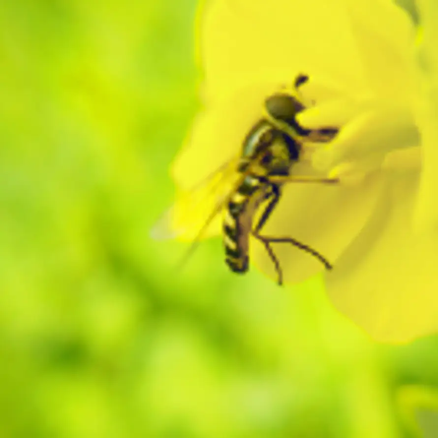 毕业真难的头像