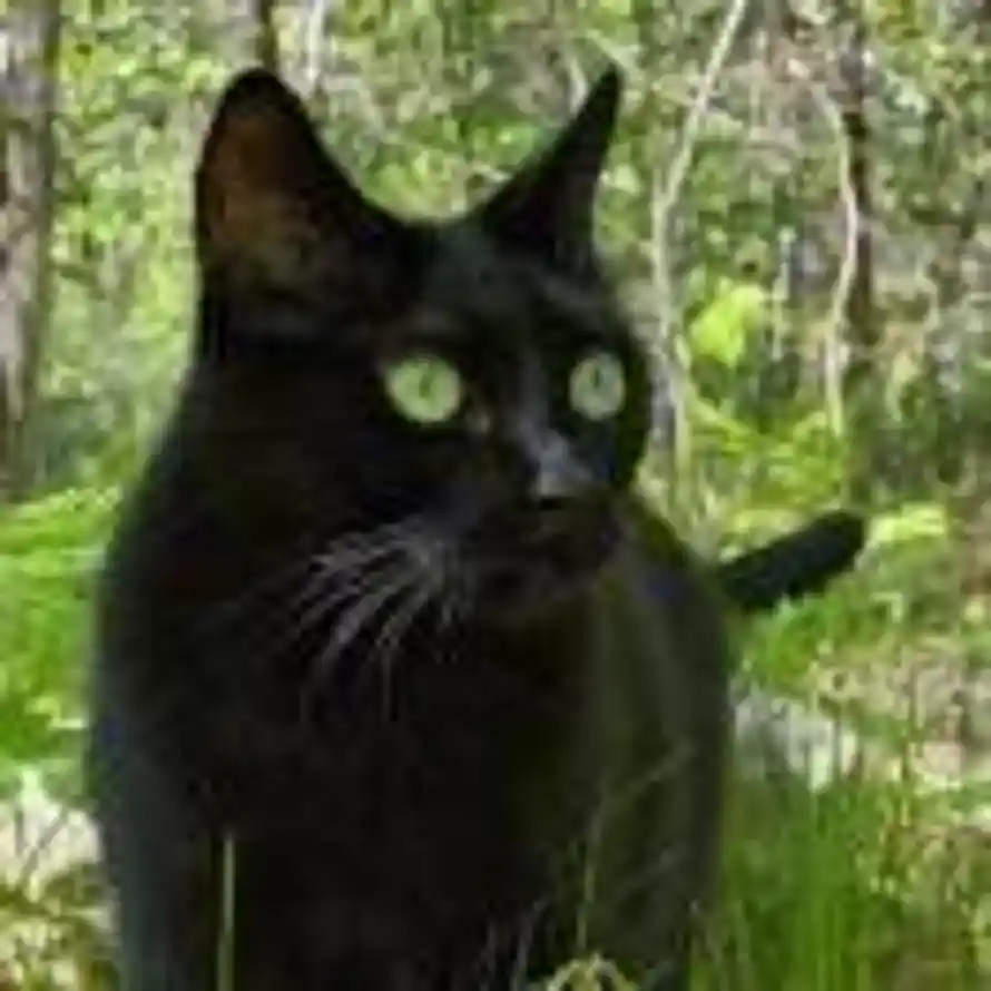 叶叶叶Coco的头像