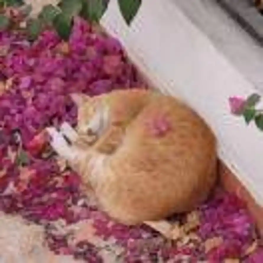 RoadRoller 的头像