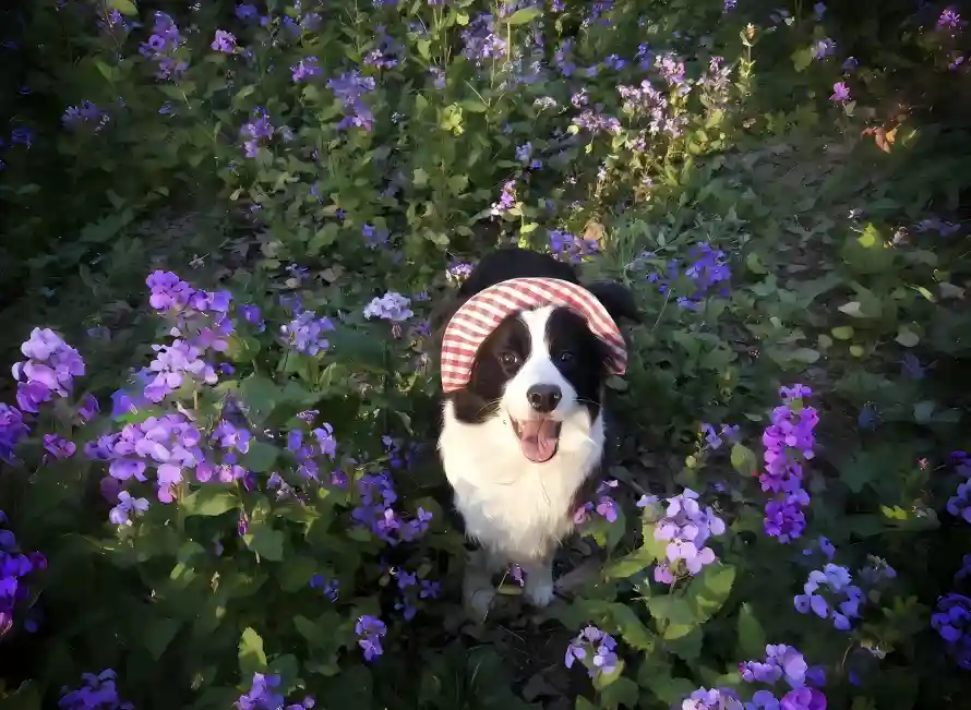 4k宠物壁纸 - 帽子 - 狗狗 - 花海「哲风壁纸」 4k宠物壁纸 - 帽子 - 狗狗 - 花海「哲风壁纸」